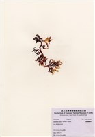藏品(鋸齒麒麟菜)的圖片
